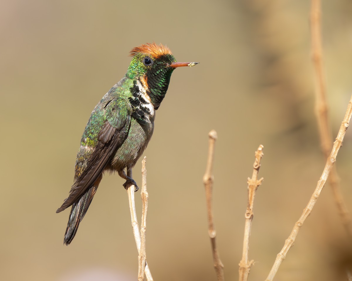 Frilled Coquette - ML646334815