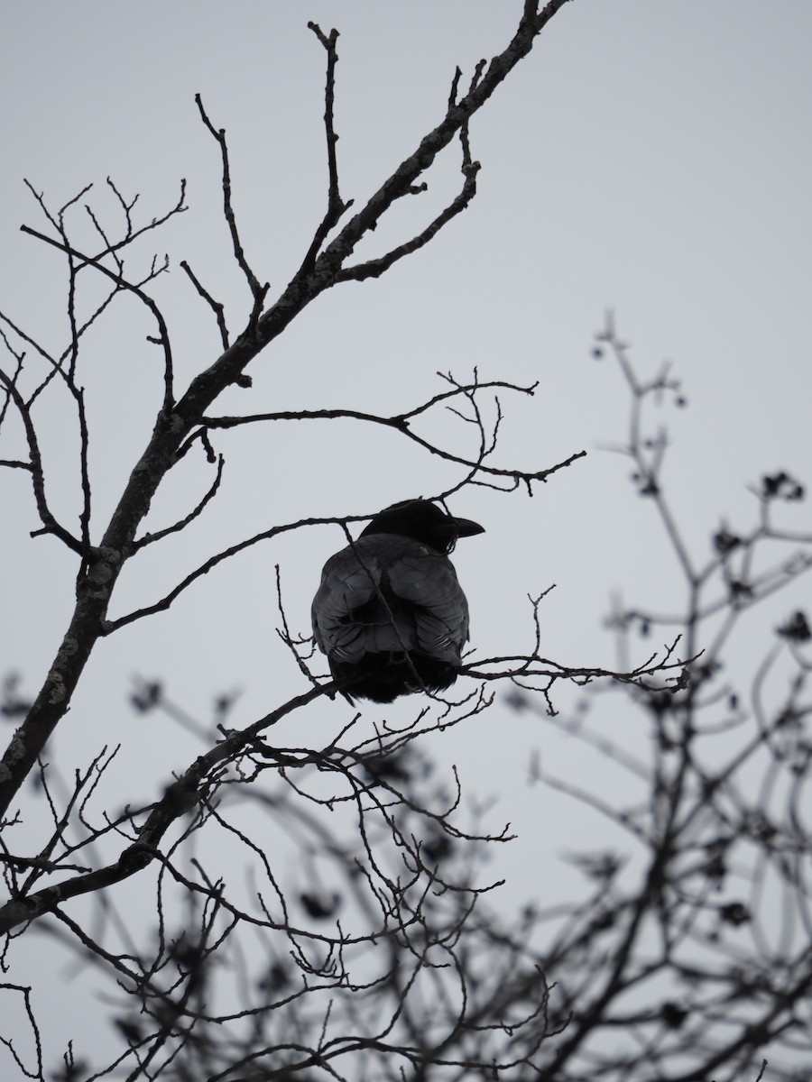 American Crow - ML646334817