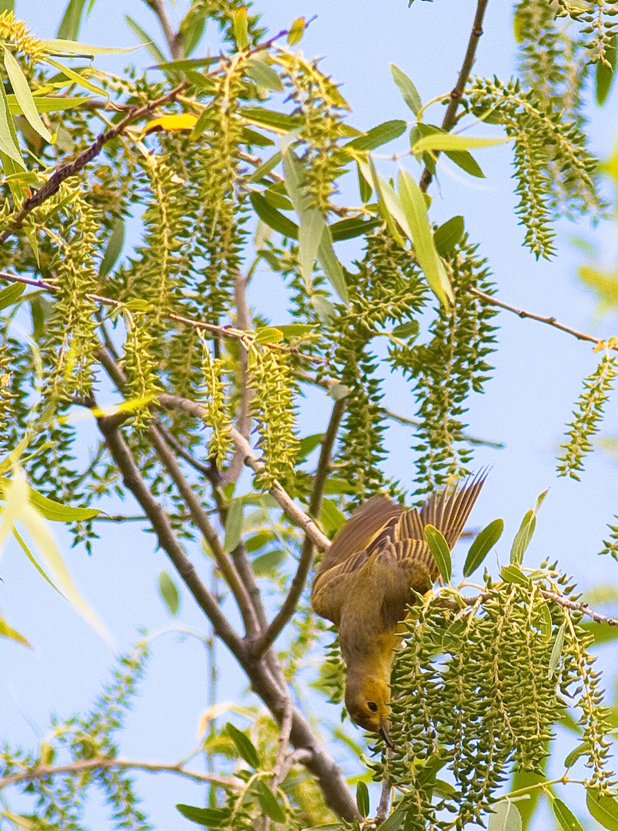 Northern Yellow Warbler - ML646334830