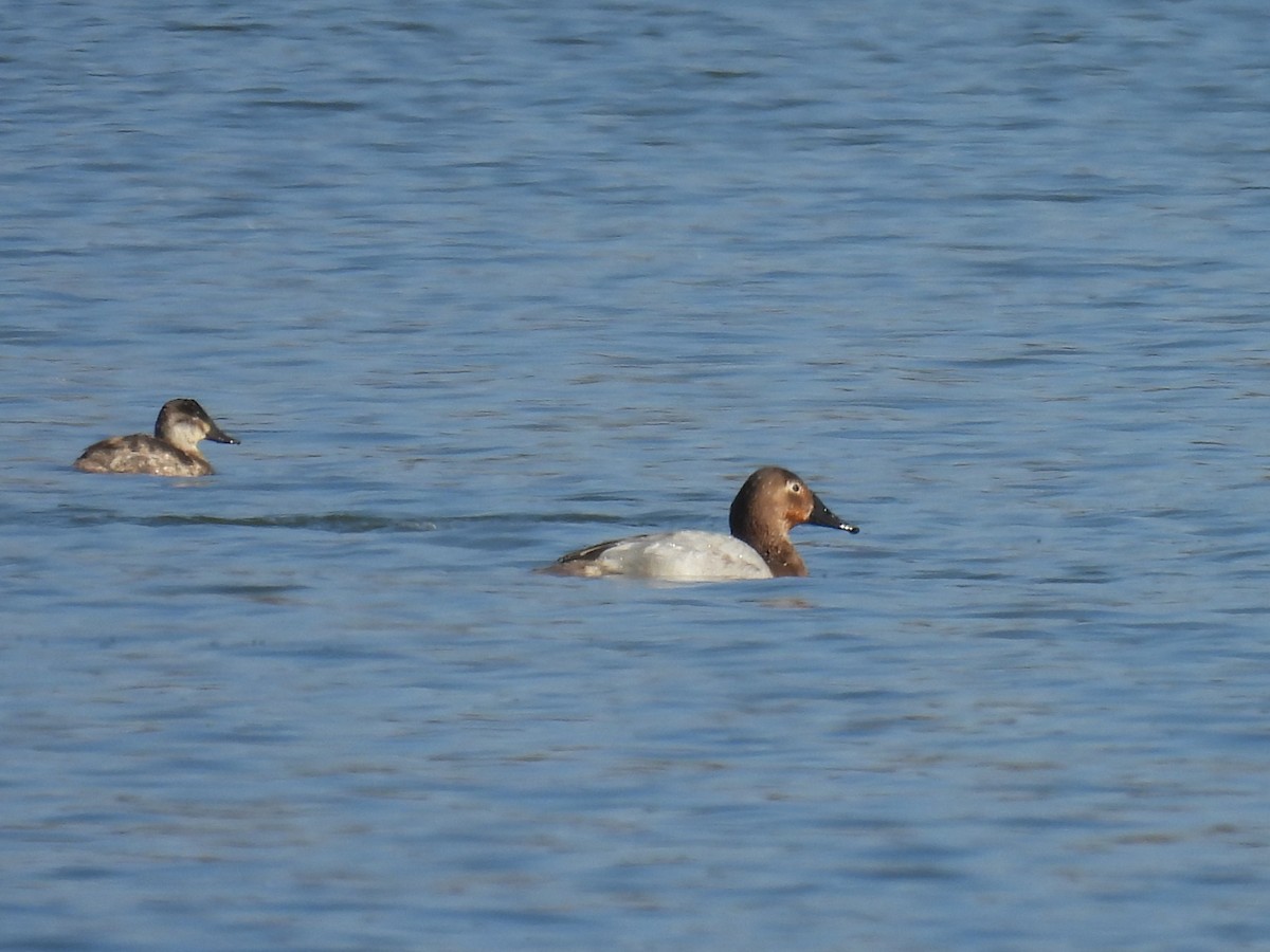 Porrón Coacoxtle - ML646334832
