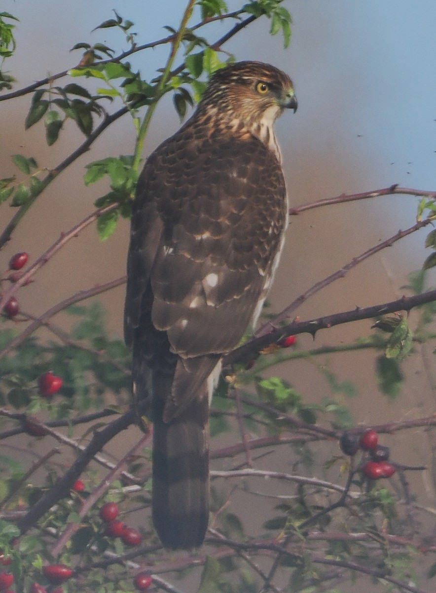 Cooper's Hawk - ML646334843