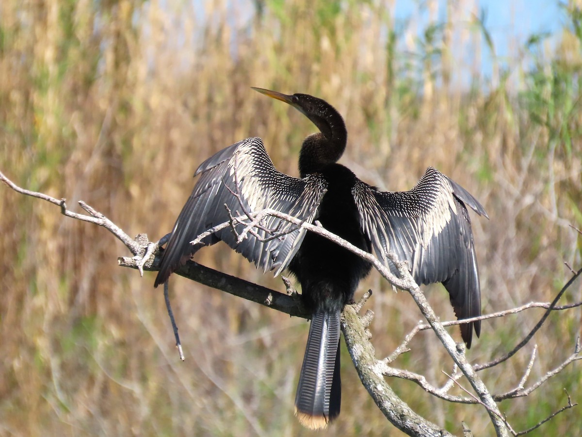 Anhinga d'Amérique - ML646334844