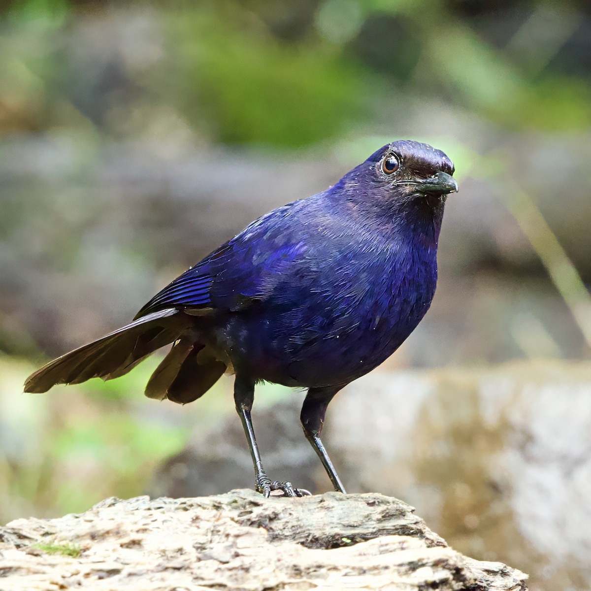 Arrenga bleuet - ML646334862