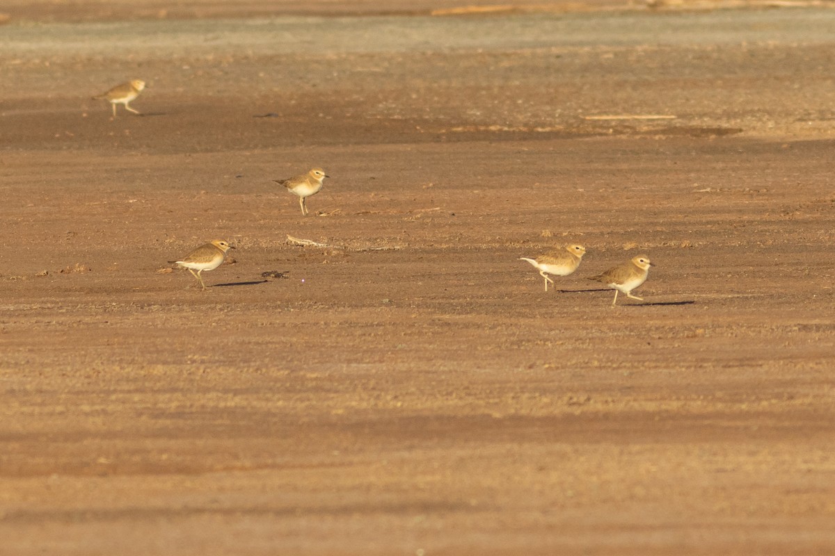 prærielo - ML646334864