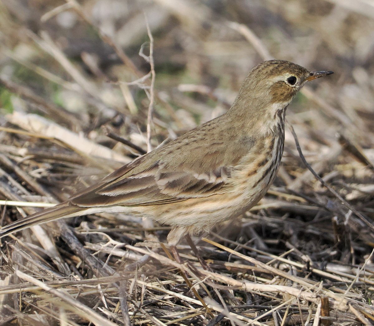 Pipit d'Amérique - ML646334868