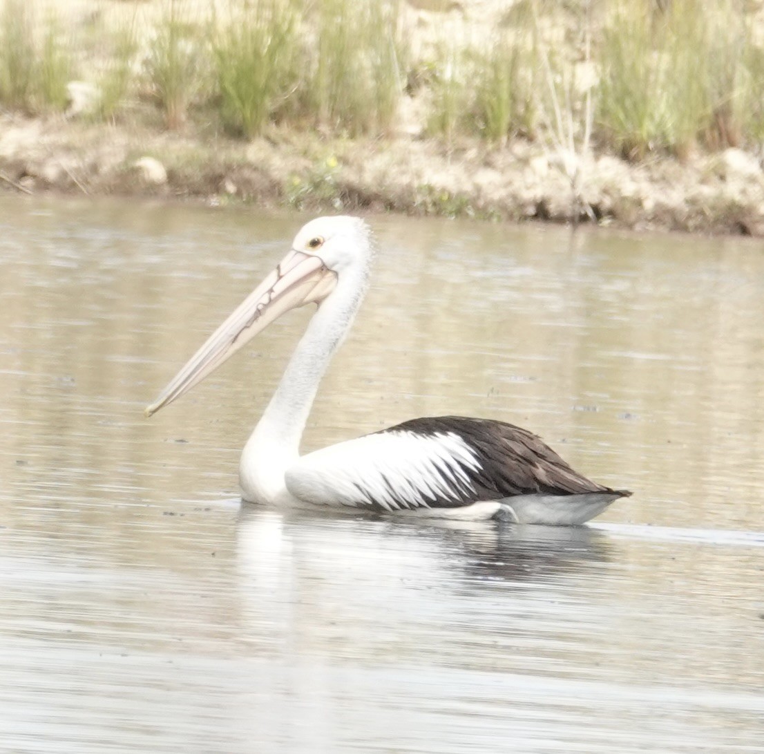 Pélican à lunettes - ML646334869