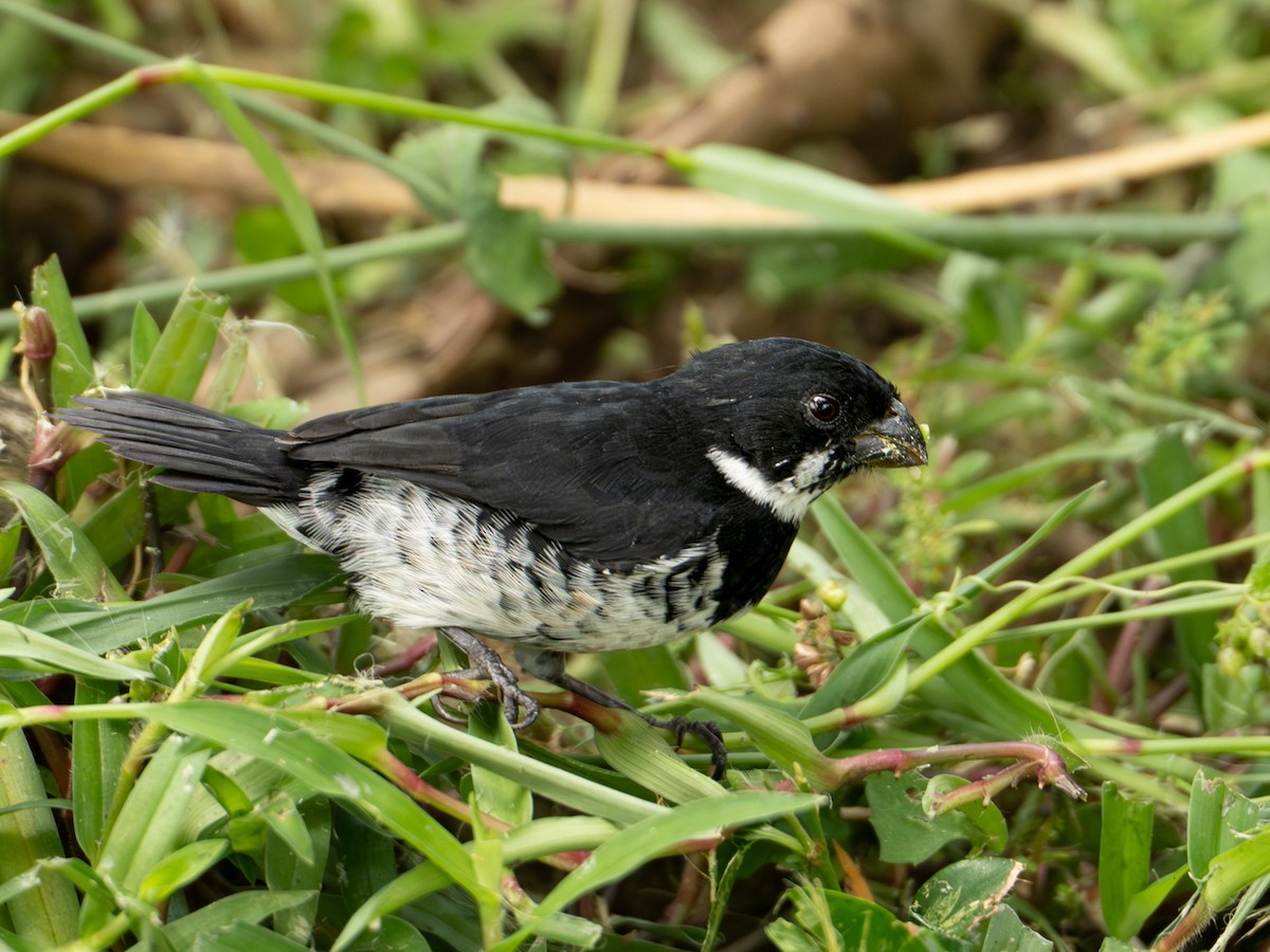 Sporophile variable - ML646334870