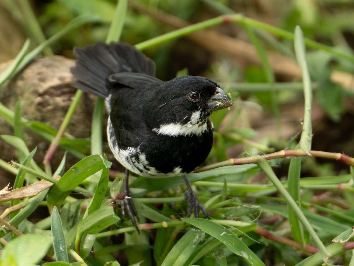 Variable Seedeater - ML646334871