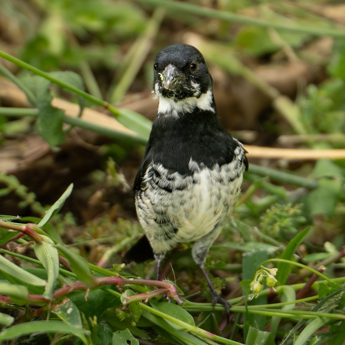 Variable Seedeater - ML646334872