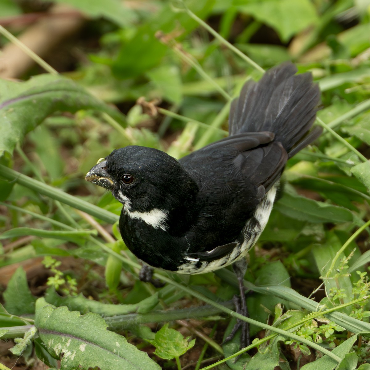 Sporophile variable - ML646334873