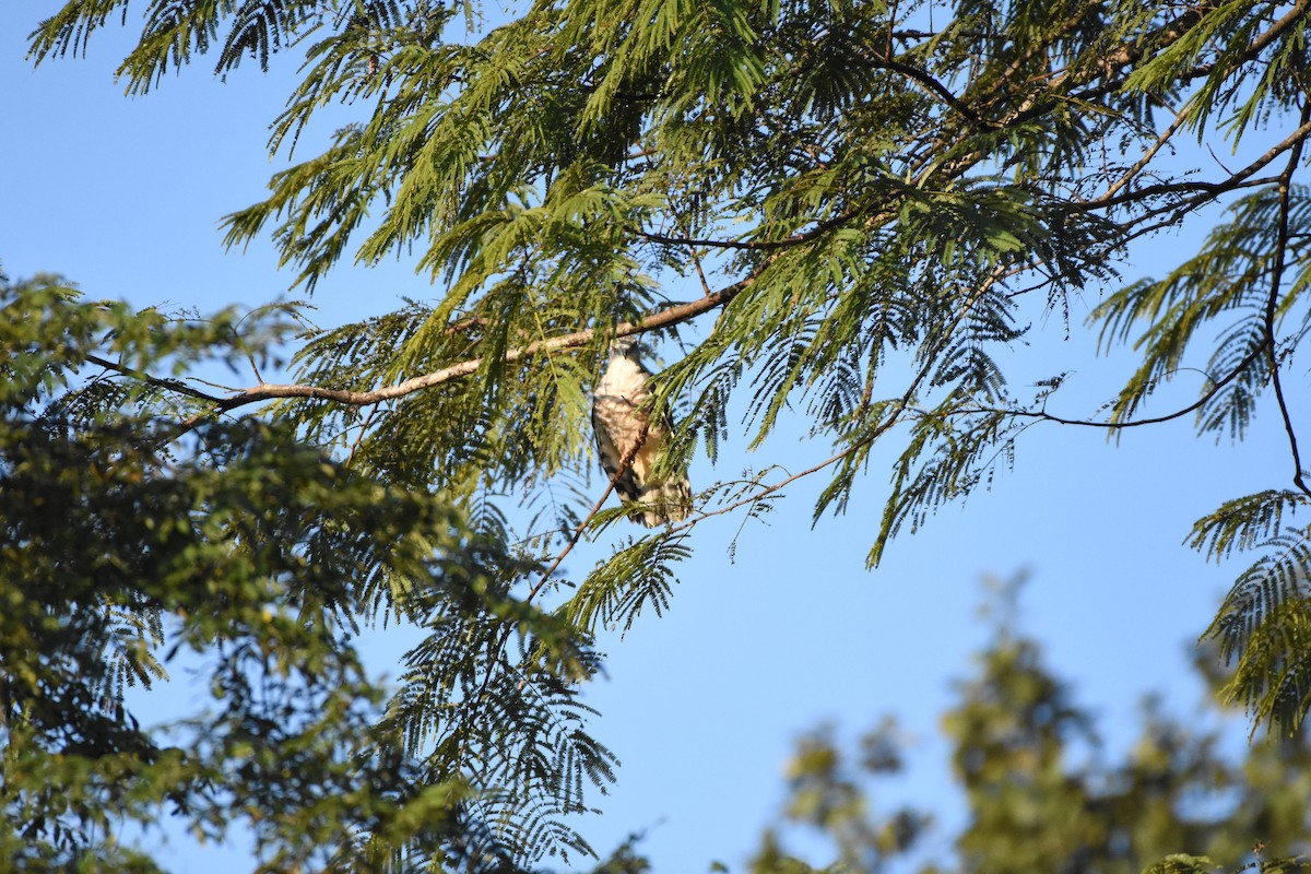 Baza de Jerdon - ML646334877