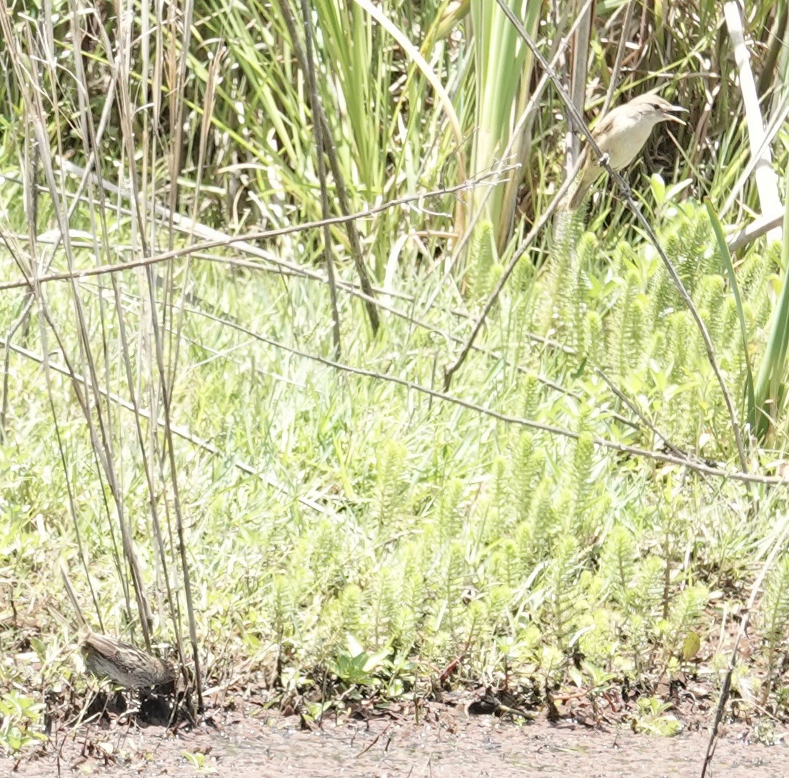 Rousserolle d'Australie - ML646334878