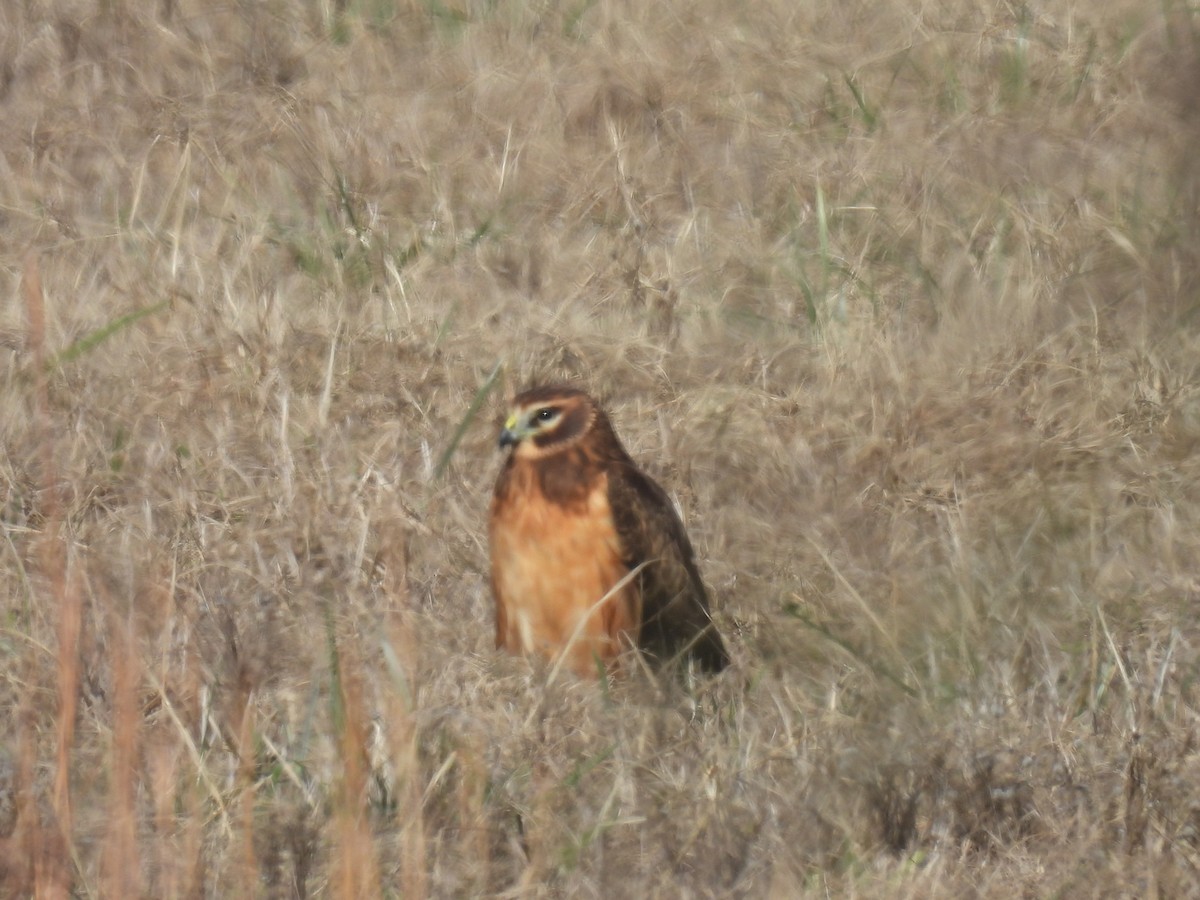 Busard des marais - ML646334879