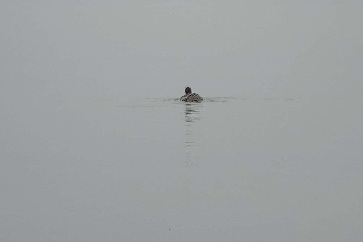 Grand Harle - ML646334880