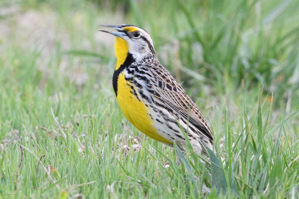 Sturnelle des prés - ML646334881