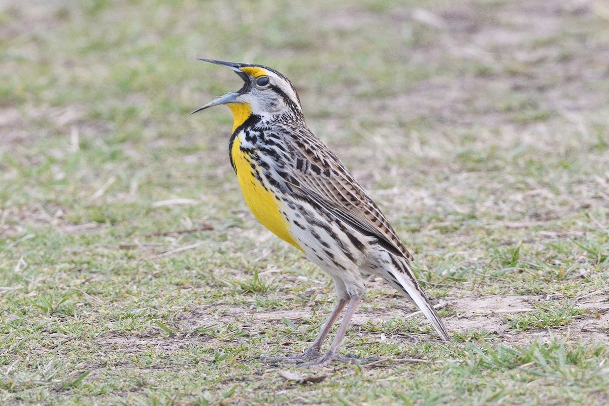 Sturnelle des prés - ML646334882