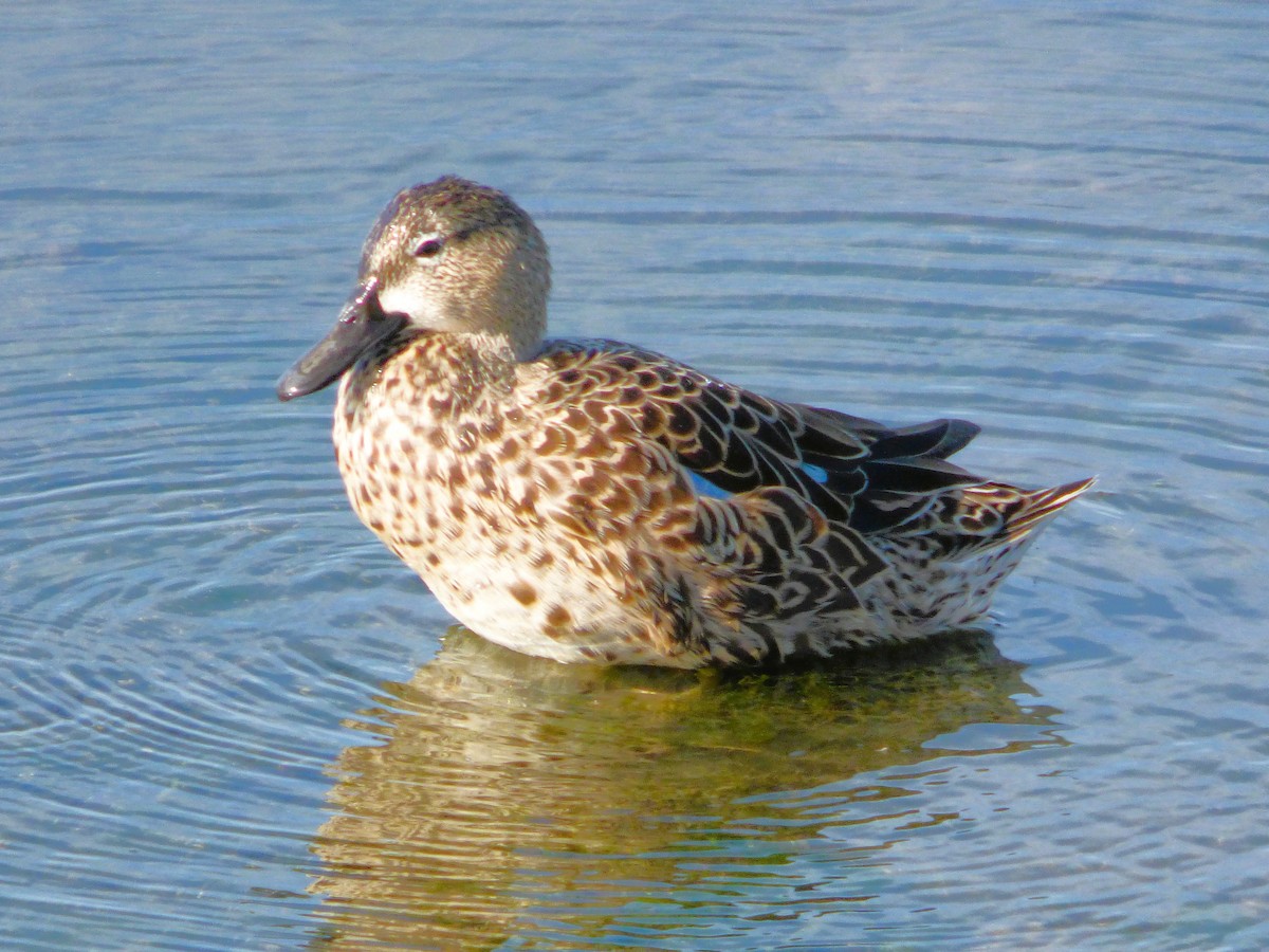Sarcelle à ailes bleues - ML646334883