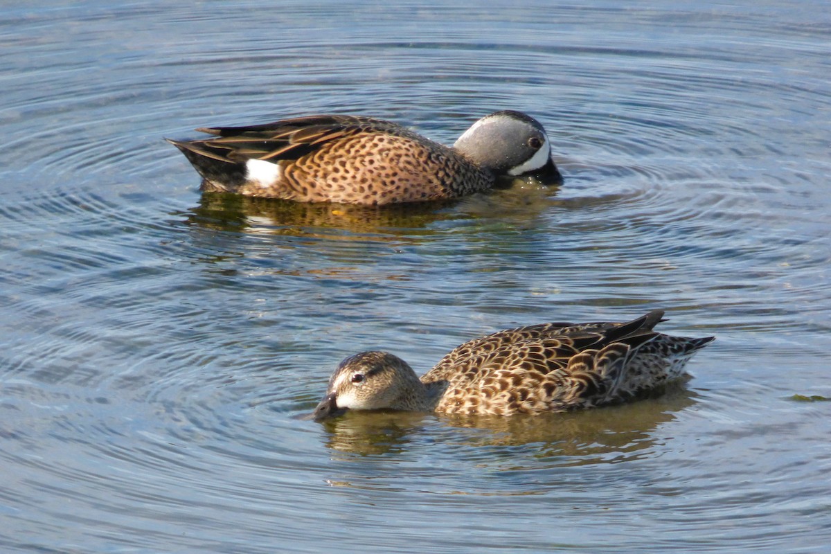 Sarcelle à ailes bleues - ML646334884
