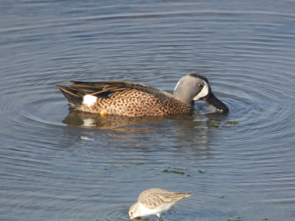 Sarcelle à ailes bleues - ML646334885