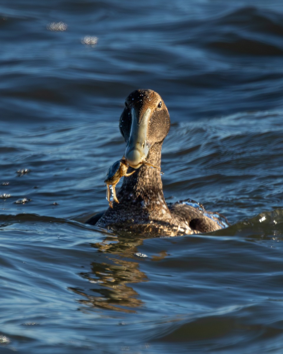 Eider à duvet - ML646334886