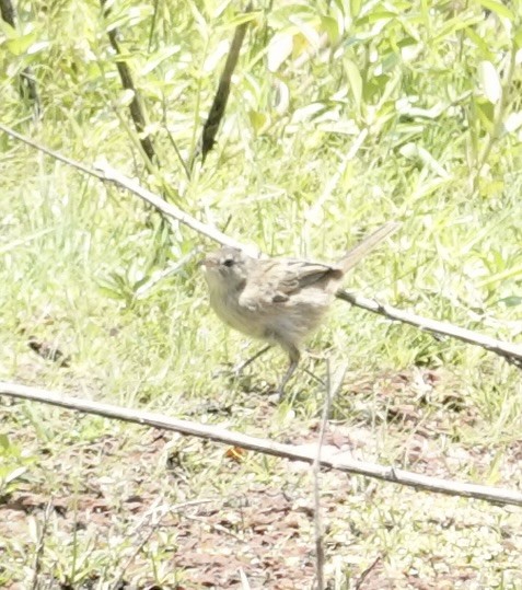 Mégalure menue - ML646334887