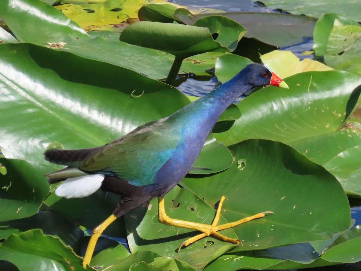 Малая султанка - ML646334888