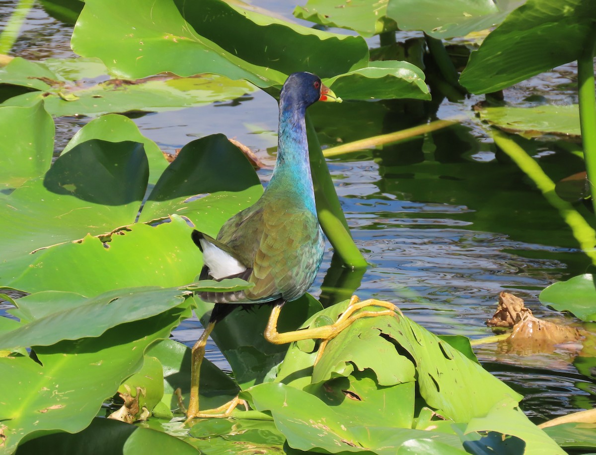 Малая султанка - ML646334889