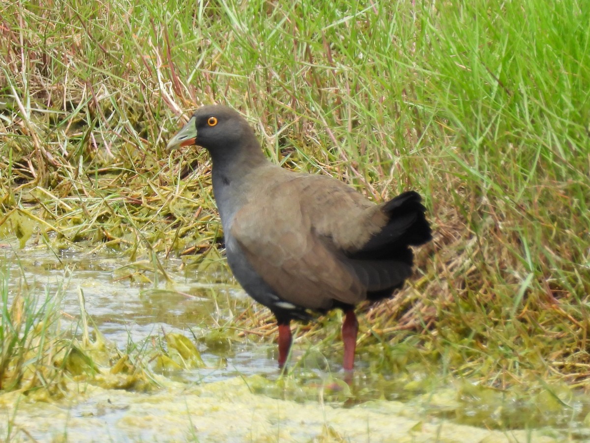 Gallinule aborigène - ML646334890
