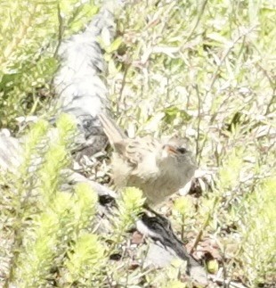 Mégalure menue - ML646334892