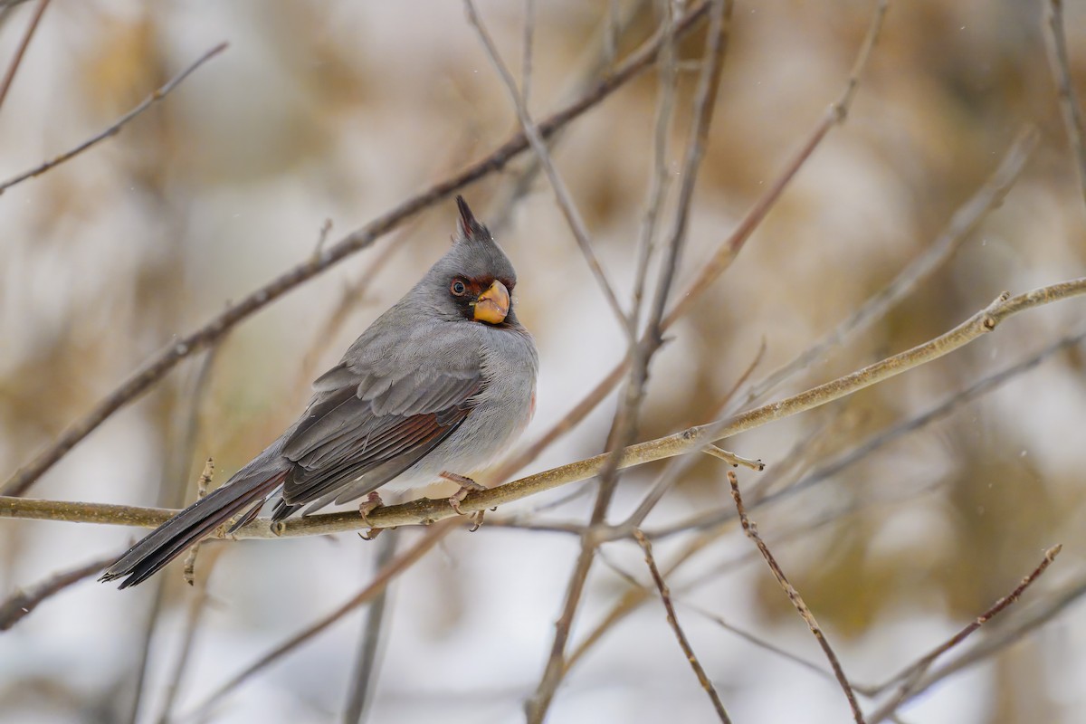 Cardinal pyrrhuloxia - ML646334893