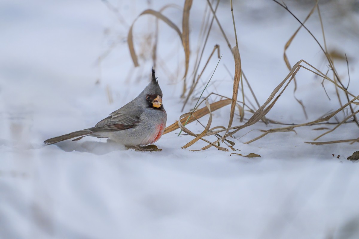 Cardinal pyrrhuloxia - ML646334894
