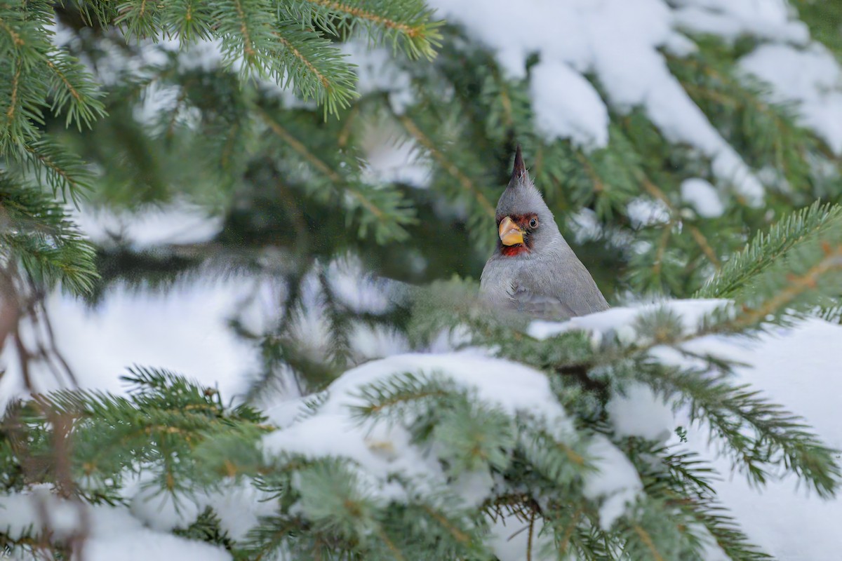 Cardinal pyrrhuloxia - ML646334895