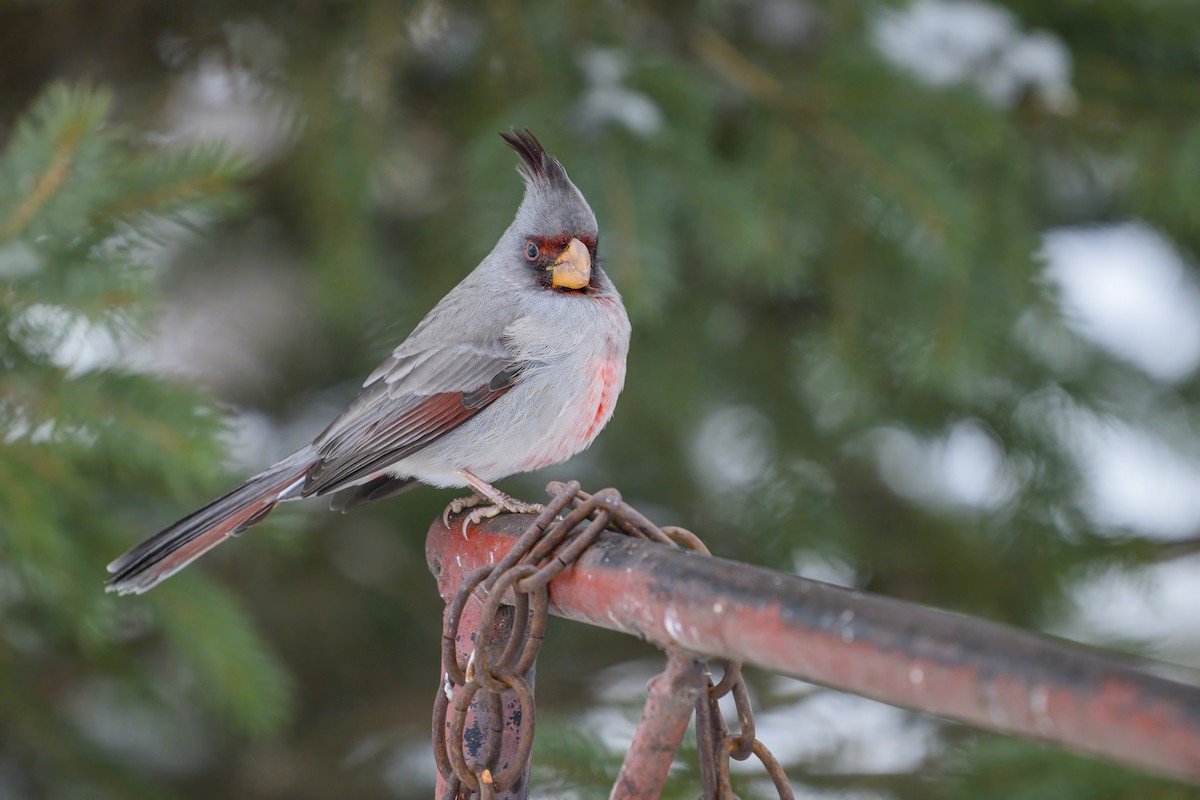 Cardinal pyrrhuloxia - ML646334896