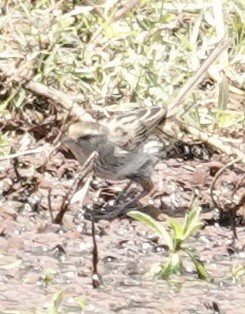 Mégalure menue - ML646334897