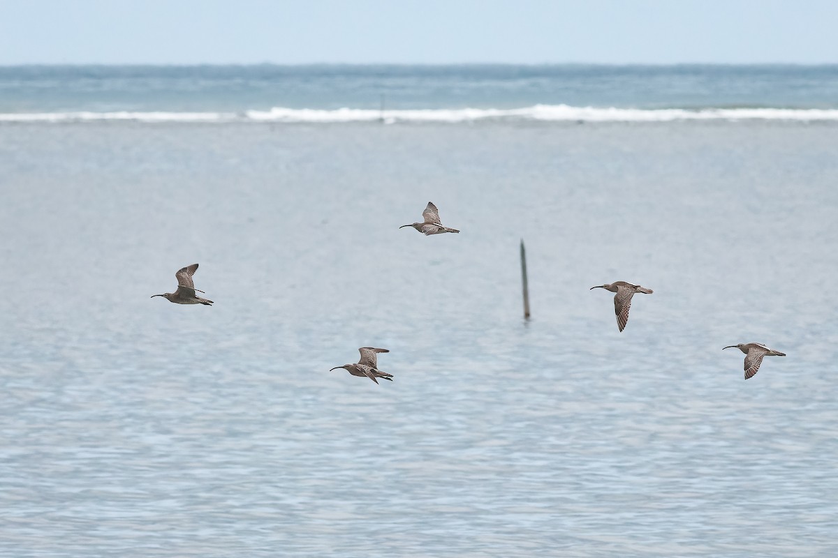 Courlis corlieu (variegatus/rogachevae) - ML646334898