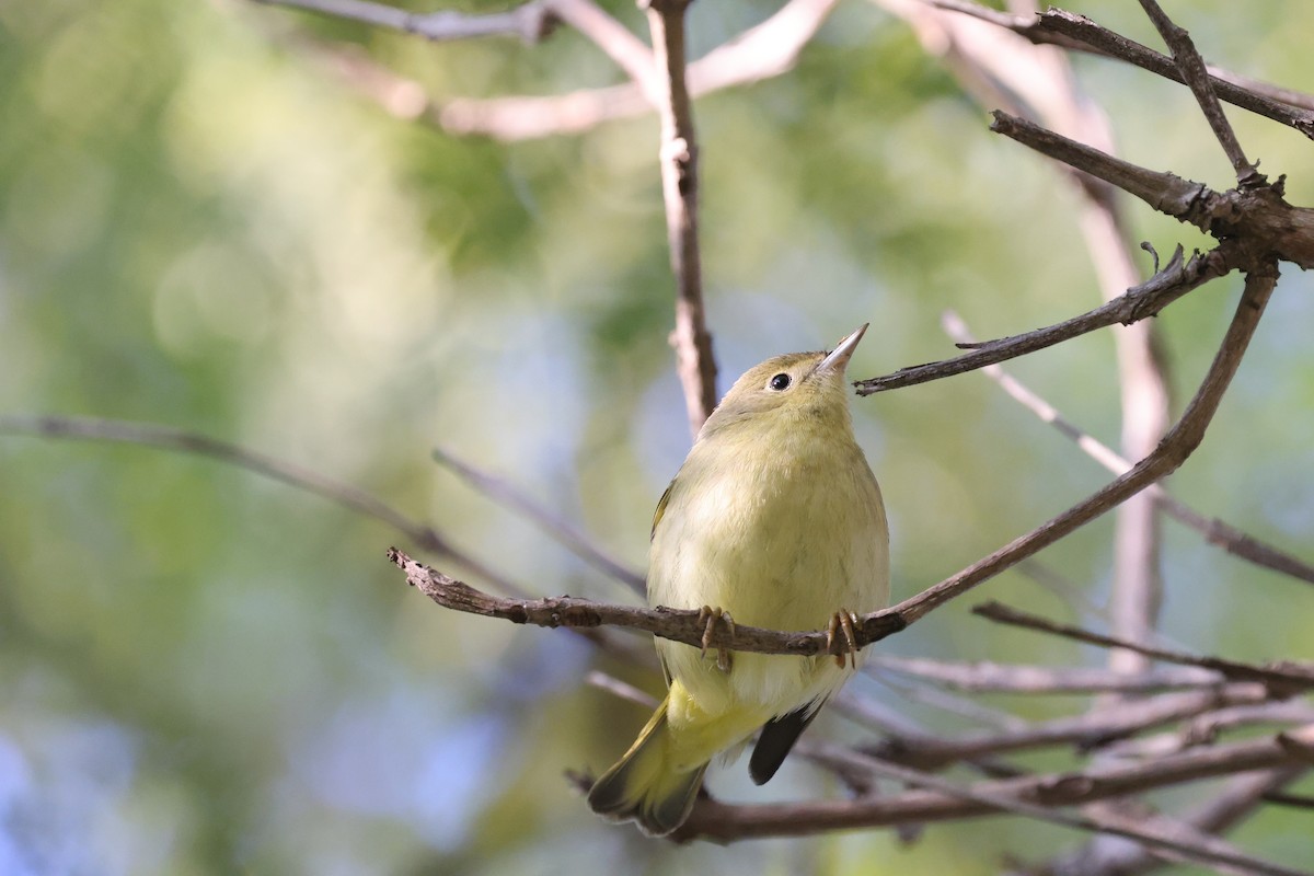 Paruline jaune - ML646334899
