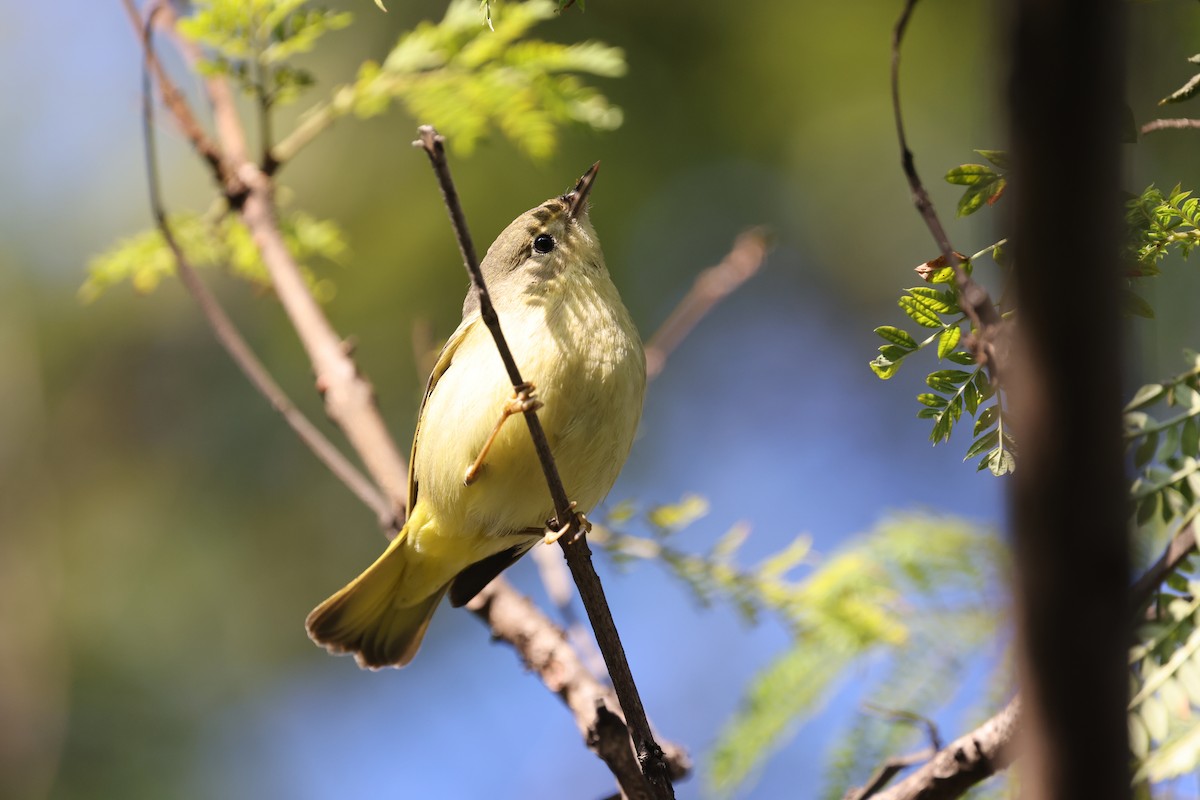 Paruline jaune - ML646334900