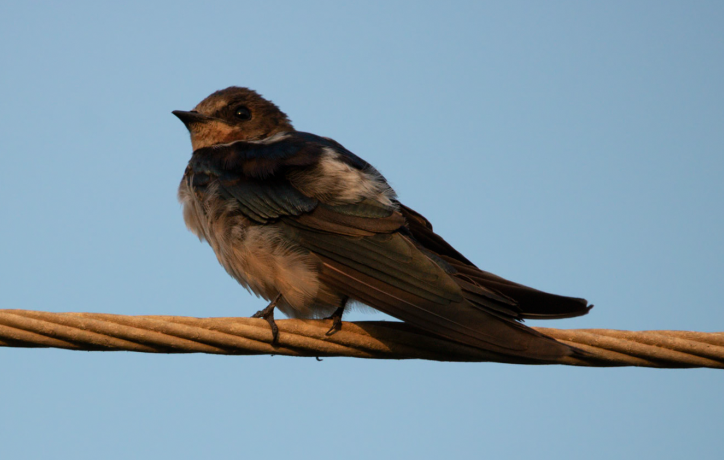 Hirondelle striolée (groupe daurica) - ML646334901