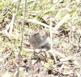 Mégalure menue - ML646334902