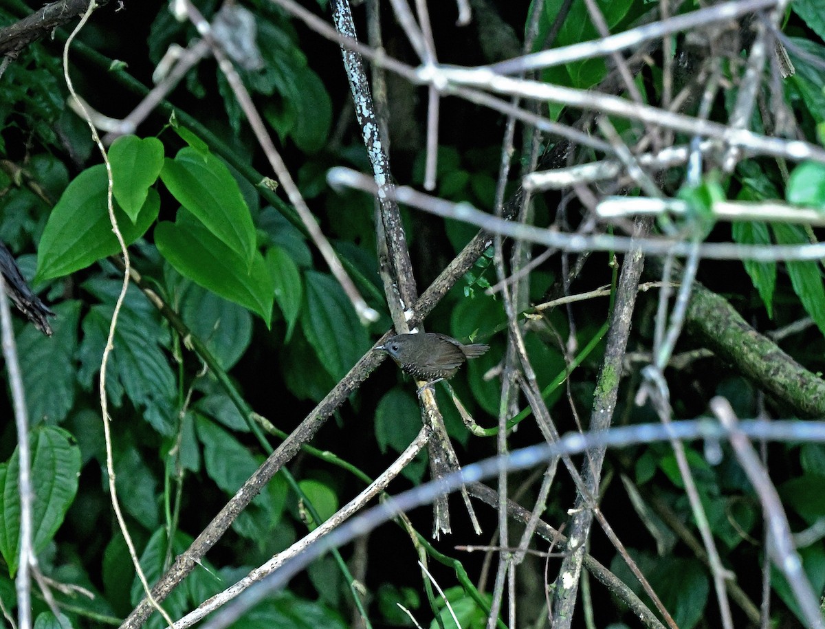 Mishmi Wren-Babbler - ML646334909