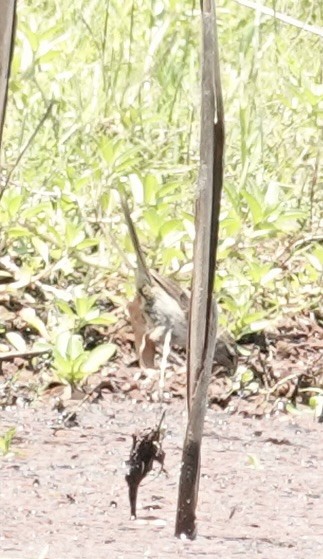 Little Grassbird - ML646334911