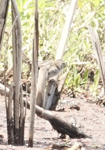 Little Grassbird - ML646334912