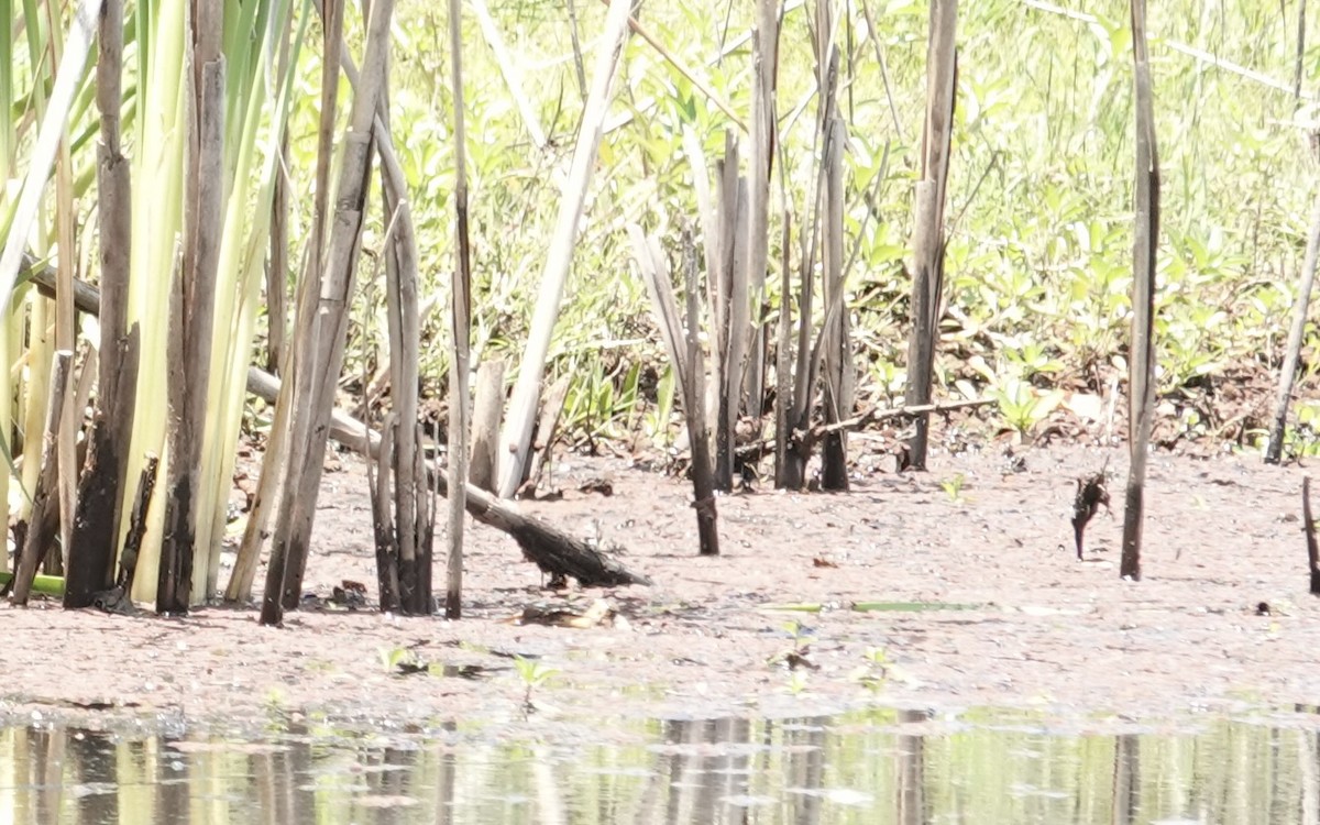 Little Grassbird - ML646334914