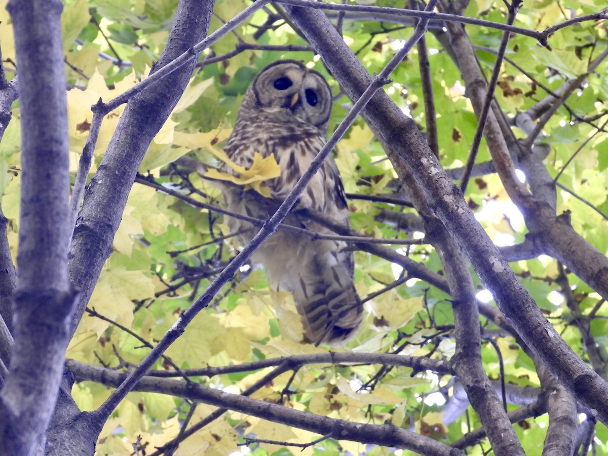 Barred Owl - ML646334919