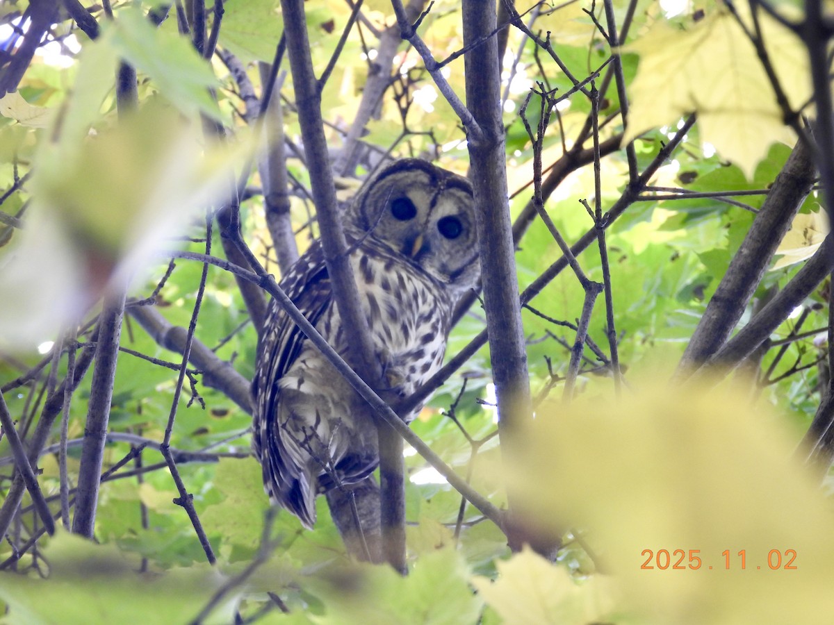 Barred Owl - ML646334920