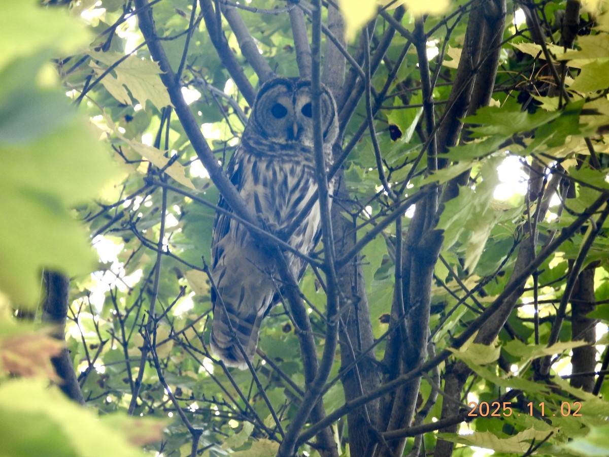 Barred Owl - ML646334921