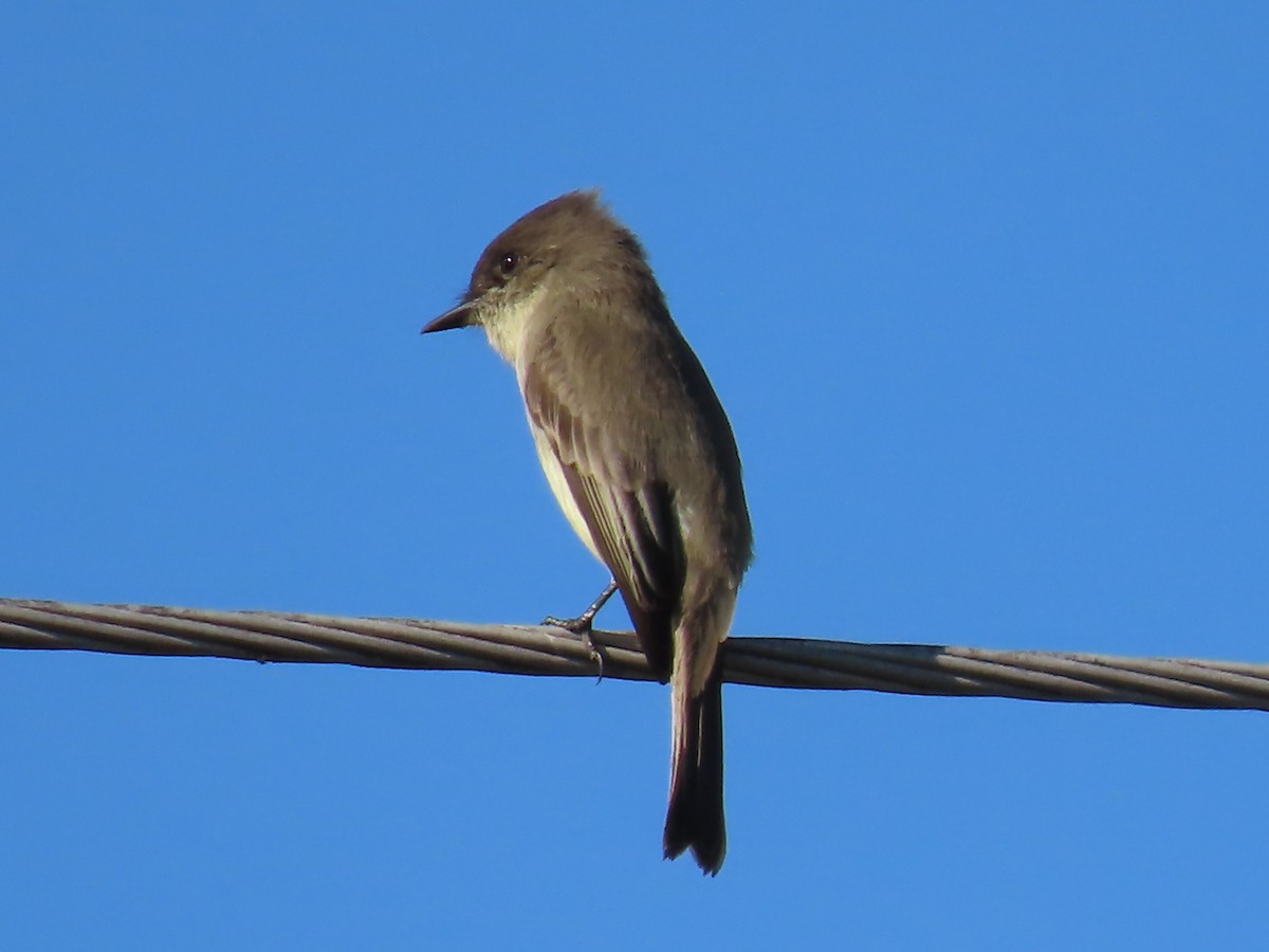 Mosquero Fibí - ML646334923