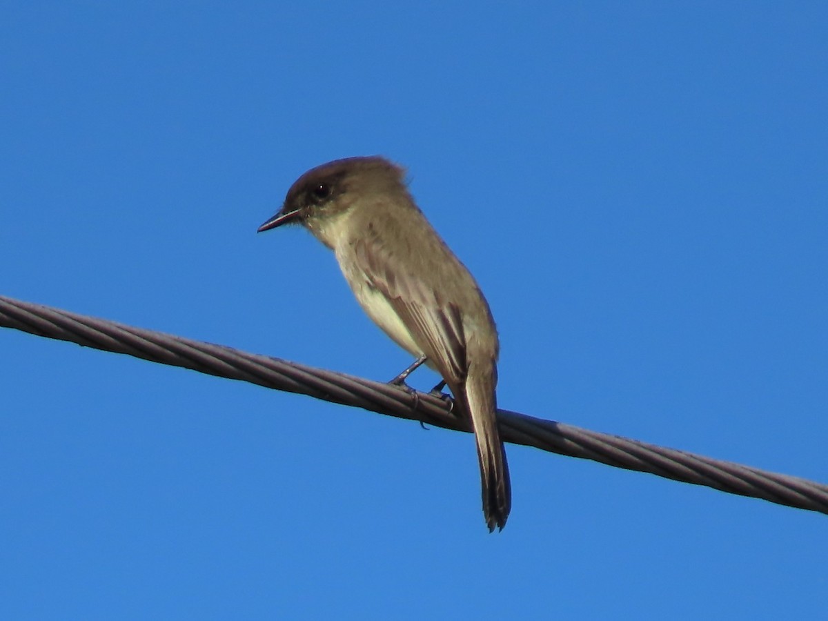 Mosquero Fibí - ML646334924