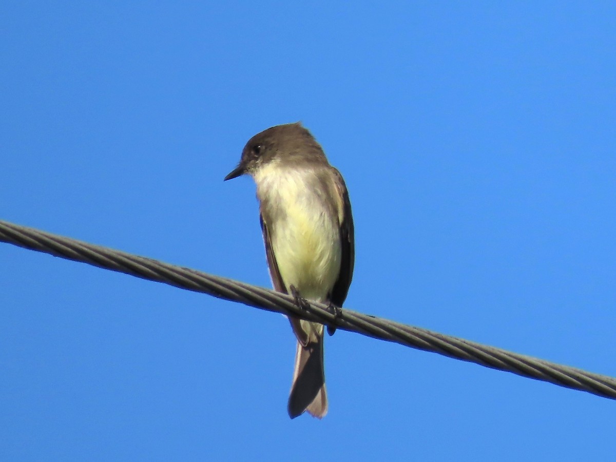 Mosquero Fibí - ML646334925