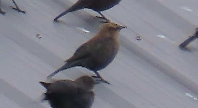 Rusty Blackbird - ML646334927